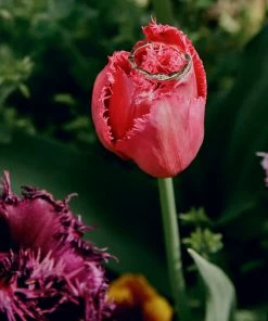 Cadine Jewellery Ivy Ring - 14kt Solid Gold 6 Cadine Jewellery Ivy Ring - 14kt Solid Gold